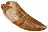Serrated Carcharodontosaurus Tooth - Real Dinosaur Tooth #341097-1